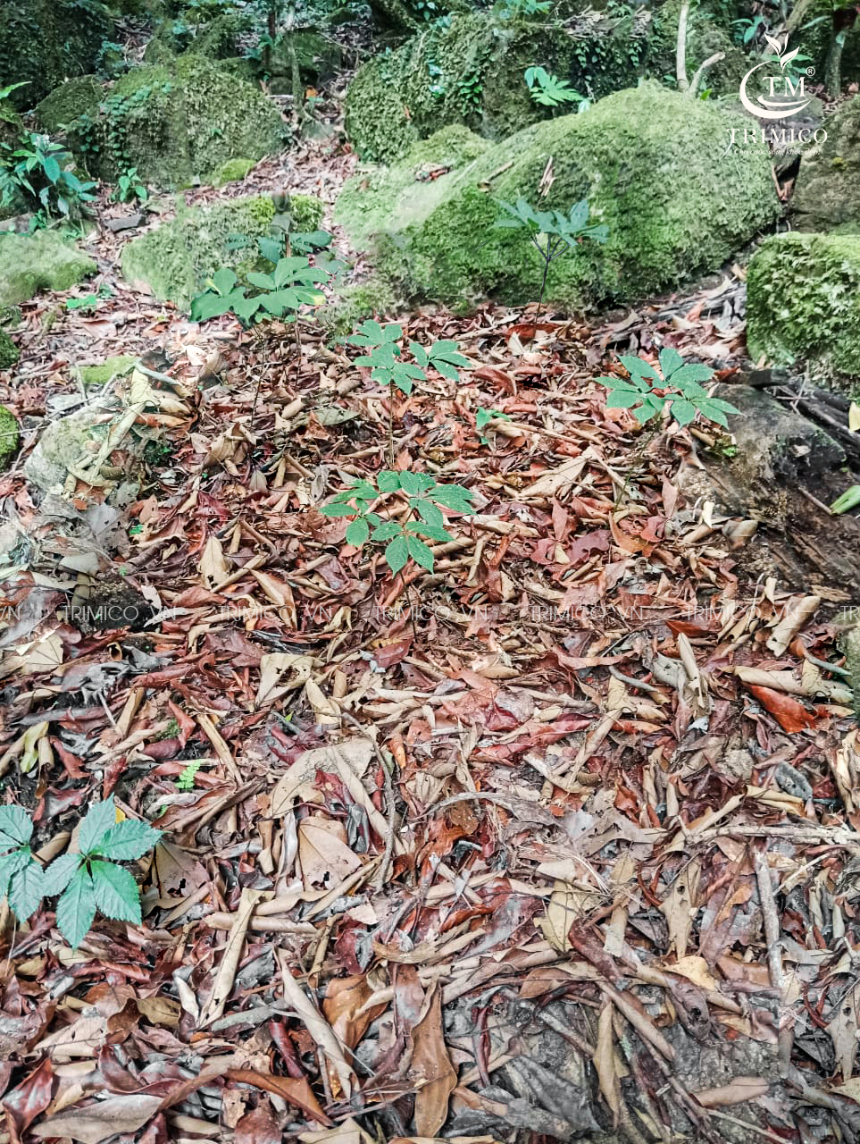 lá sâm ngọc linh, lá sâm, lá sâm tươi, lá sâm ngọc linh tươi